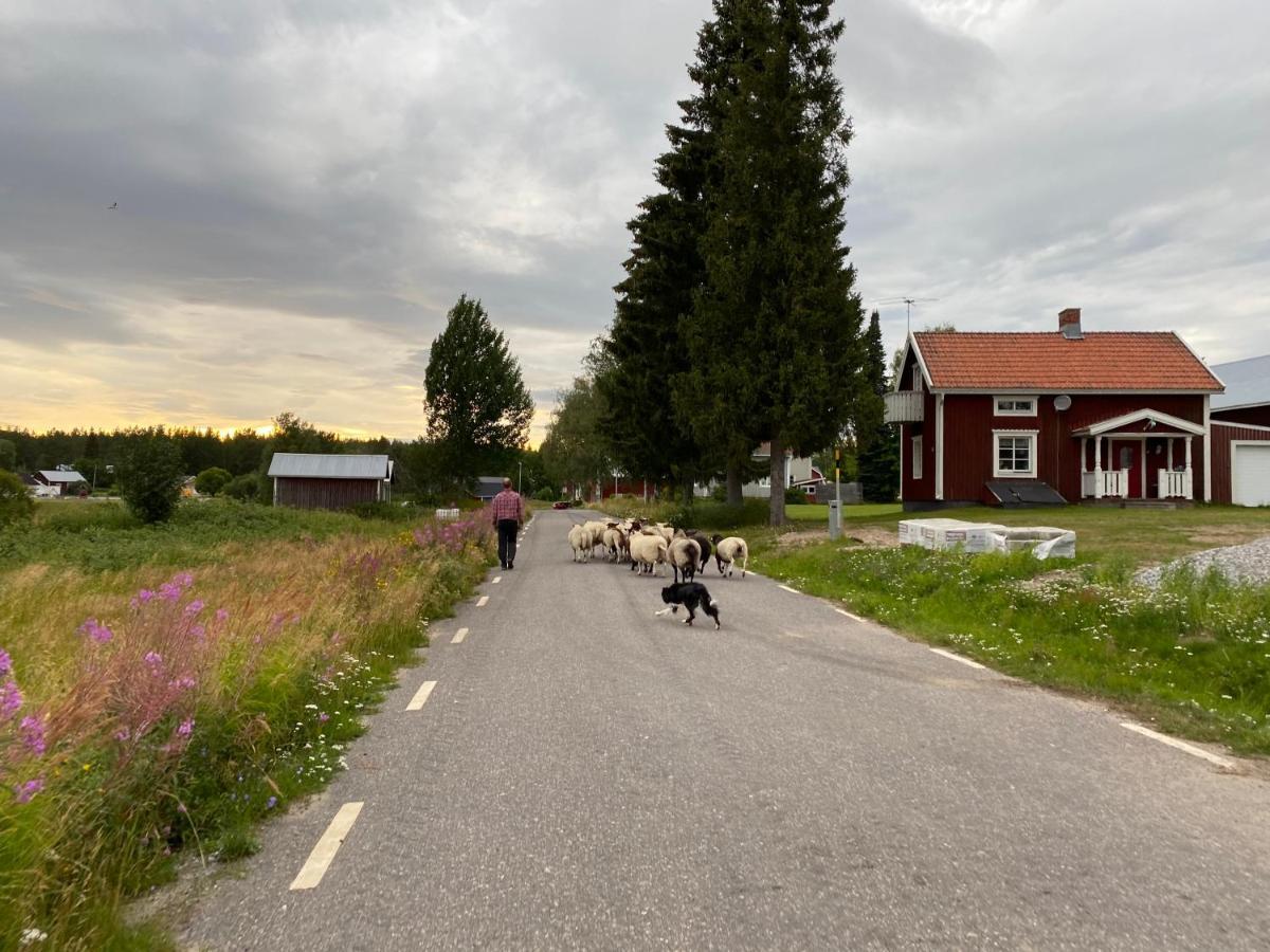 Newly Built Apartment Next Door To The Sheep Norrfjarden Kültér fotó